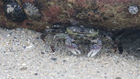 Crab walking on Sand under Rock Australia wildlife animal cute
