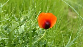 a poppy flower in the grass
