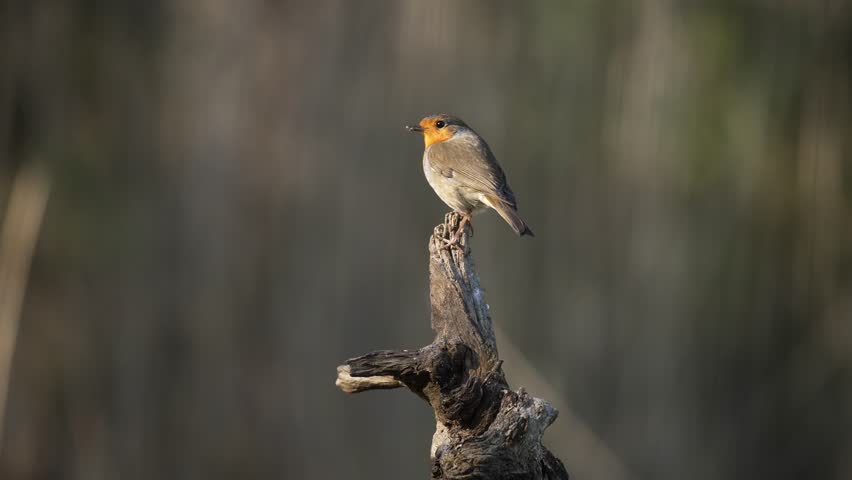 Robin Red Breast Perched on a Branch, Takes Flight, Close Up Cinematic Slow Motion, Shallow Depth of FIeld