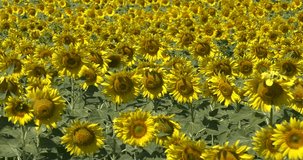 4K bright summer morning video panorama of huge sunflower plants field