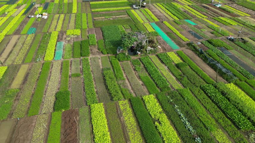Aerial footage above a small natural vegetable village in central Vietnam. Farmes in Tra Que don t use any chemical for grow up their vegetables 2-2