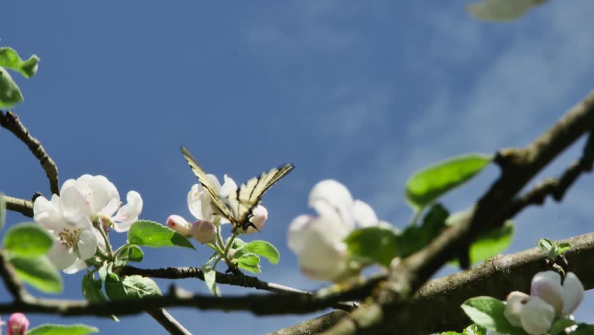 butterfly on blooming apple tree flowers against the sky.
