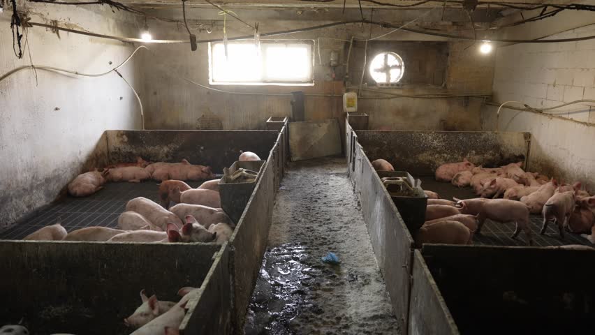 Pigs in a dirty cramped cage of a pig farm, rearing Royalty-Free Stock Footage #1103686819