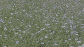Beautiful landscape of linen field - linum usitatissimum. Massively blooming of Flax in large areas of the dry steppe. Blue flax flowers swaying in the wind. Slow motion video, 10 bit ungraded D-LOG