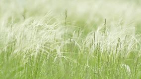 Beauty of spring with flexible and delicate stems of feather grass swaying in gentle breeze on sunny day. Video has shallow depth of field, adding soft and dreamy effect to spring scene