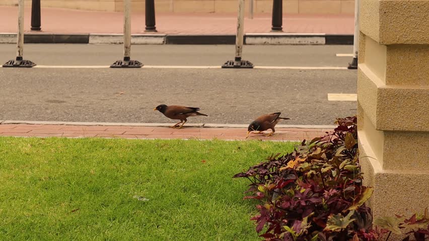 Myna bird in Doha, Qatar. It is considered an invasive species.
Arabian Gulf, Middle East.
Birds in the city.
Urban Wildlife.
intelligent bird.
Smart animals, animal