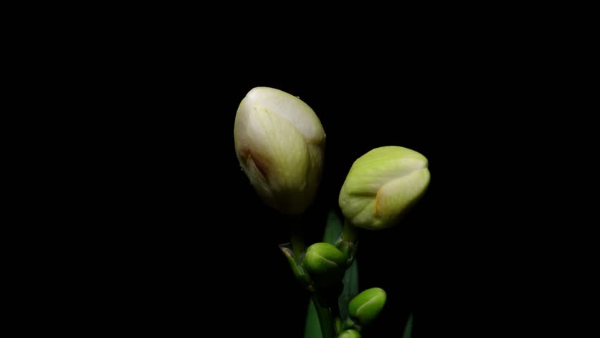 Time lapse of growing white freesia refracta Klatt flower from bud to full blossom. Spring flower freesia blooming isolated on black background, 4k video studio shot, close up view. Royalty-Free Stock Footage #1103692539