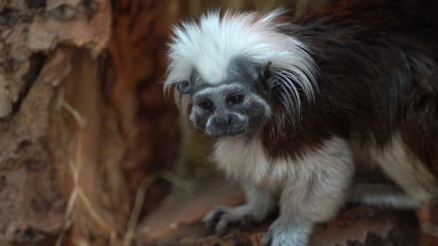 Cotton Top Tamarin Monkey, Saguinus oedipus, sitting in natural environment slow motion. 