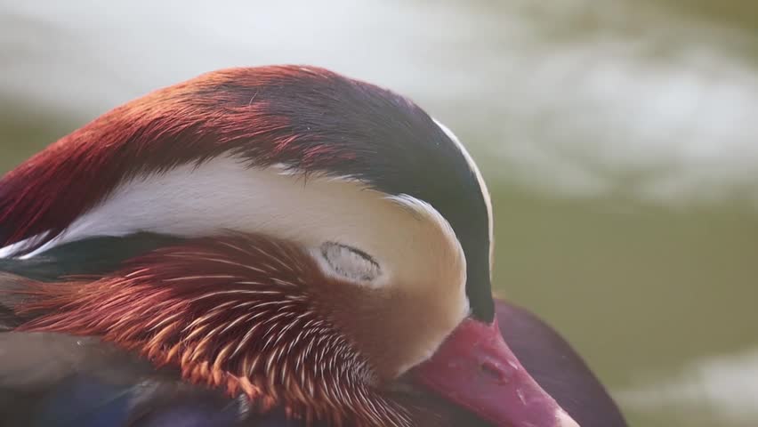 Close up of a Mandarin Duck (Aix galericulata) in Nandankanan Zoo, Bhubaneswar, Odisha. It is one of the most beautiful and colorful birds. | Shutterstock HD Video #1103693003