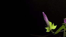 4K time-lapse video of blue morning glory from bloom to wilt.