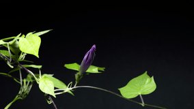 4K time-lapse video of blue morning glory from bloom to wilt.