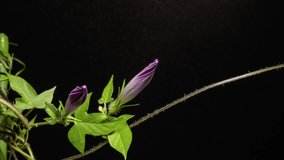 4K time-lapse video of two blue morning glories from bloom to wilt.