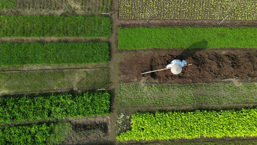 Aerial footage above a farmer with the typical hat of Vietnam working on a vegetable field in Tra Que organic village, Quang Nam province, Vietnam. 