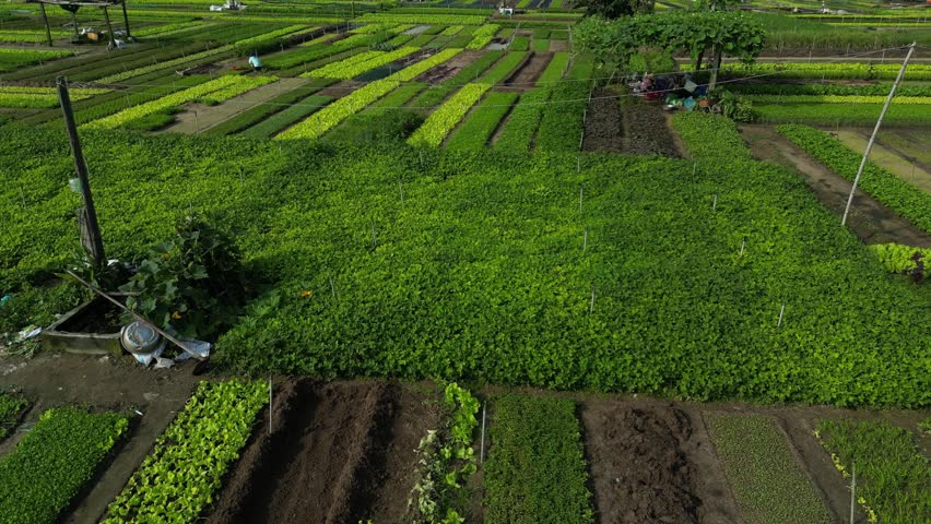 Slow drone footage along small vegetable fields in Tra Que organic village, Quang Nam province in central Vietnam. Camera is moving foward above the green patterns 1-2