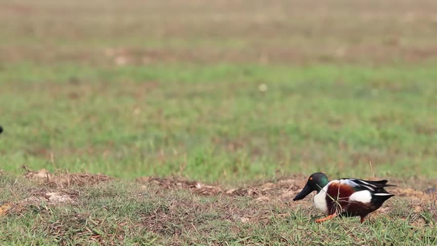 A Male Northern Shoveler (Spatula clypeata) in Mangalajodi Wetlands, Chilika Lake, Odisha, India. They are very colorful and beautiful ducks. | Shutterstock HD Video #1103703829