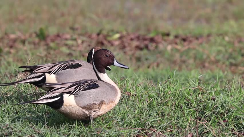 Male Northern Pintail (Anas acuta) birds walking in Mangalajodi wetlands, Chilika Lake, Odisha, India. These are beautiful ducks and they migrate during winter. | Shutterstock HD Video #1103704511