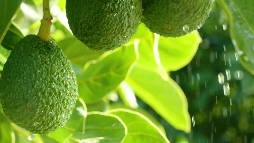 avocado crops close up, drops of water falling slow motion. the cultivation and production of avocadoin the Mediterranean coastal region of Turkey. young green avocado tree leaves, fruit farming Royalty-Free Stock Footage #1103706681