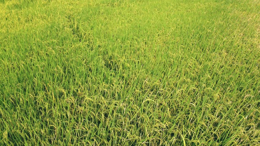 Aerial view of agriculture in rice fields for cultivation. a green rice field waving in the wind, Green rice plants growing. Natural the texture for background Royalty-Free Stock Footage #1103707863