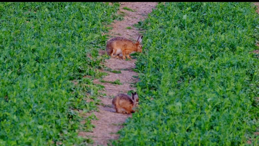 cute fluffy animal grazing on a green lawn, mammal hare of the lagomorph order, Lepus europaeus eats young rapeseed plants, concept of harming agriculture, object of amateur and sport hunting Royalty-Free Stock Footage #1103709757