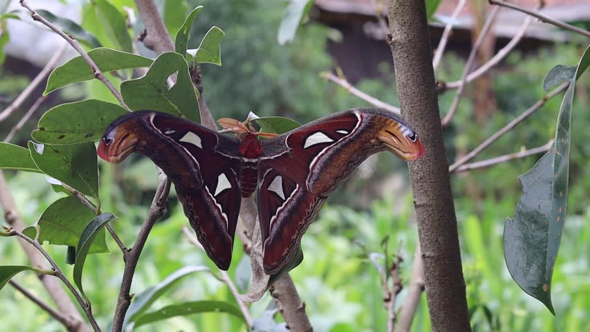 close-up image of the Attacus Atlas or Atlas Moth showcases the intricate details of the moth