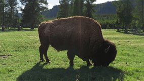 Bison chewing green grass with other buffalos on background. Bison herd open range Aerial view. Buffalo bison grazing grass meadow Yellowstone close 4K. Ecosystem environment, Biology, wildlife - Powered by Shutterstock - Get 15% off with code: PIKWIZARD15