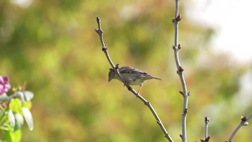 A female house sparrow flying in slow motion
