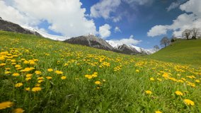 Beautiful Switzerland landscape scene with a blue sky, majestic mountains with a field of flowers. 4K Hi quality slow motion.