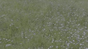 Blooming steppe, wild flax and stipa grass in the wind, untouched protected lands. Beautiful landscape of linen field - linum usitatissimum. Slow motion video, 10 bit ungraded D-LOG