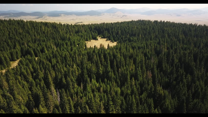 Aerial view of spruce trees in Durmitor National Park, Montenegro 
 | Shutterstock HD Video #1103726337