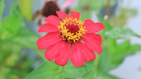 Zinnia flowers are red on a blurred background
