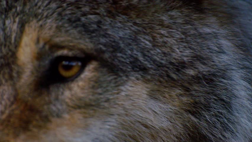 wild wolf with forest and danger