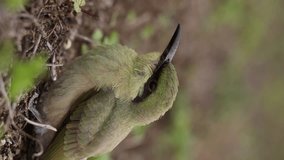Asian green bee-eater bird closeup vertical video