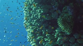 Vertical video, Hard corals colony Porites, school of colorful tropical fish swims above top of coral reef in brightly sun rays, Backlighting (Contre-jour) Slow motion, Camera moving forwards