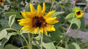 Download Butterfly Sunflower stock photos. Free or royalty free photos and images.