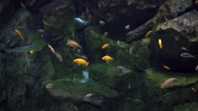 Colorful little fish swim around a rocky area underwater. This video showcases the vibrant colors of the fish as they dart in and out of the rocks. The clear water allows for a stunning view of the