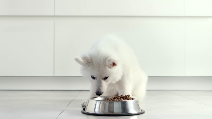 White Swiss Shepherd puppy eating dry food from a metal bowl in a modern white kitchen. Food delivery for happy domestic animals, little best friends. Pet shop. Animal feed. Correct nutrition in dogs. | Shutterstock HD Video #1103735131