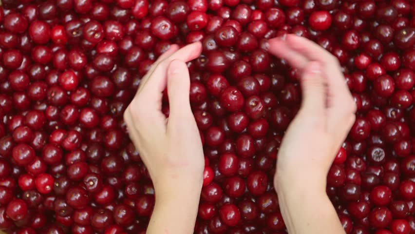 Shutterstock video thumbnail