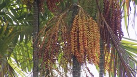 A bunch of yellow-green-orange palm seeds hanging on the palm tree.