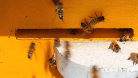 Swarm of busy honey bees entering beehives in the garden