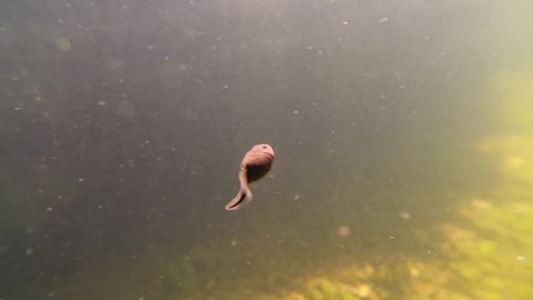 Underwater macro shot of a frog tadpole swimming with a long tail in a freshwater lake.