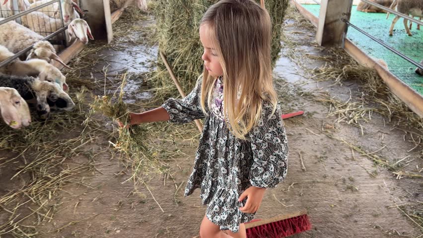 Little girl feeds hay to the sheep in the paddocks, pulling bundles from the haystack