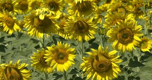 4K bright summer morning video panorama of huge sunflower plants field