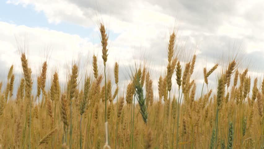 ears wheat field sky summer farm. griculture. farming. golden wheat field. agricultural business concept. huge yellow wheat field nature. Agricultural industry. golden spikelets wheat field summer. Royalty-Free Stock Footage #1103762385