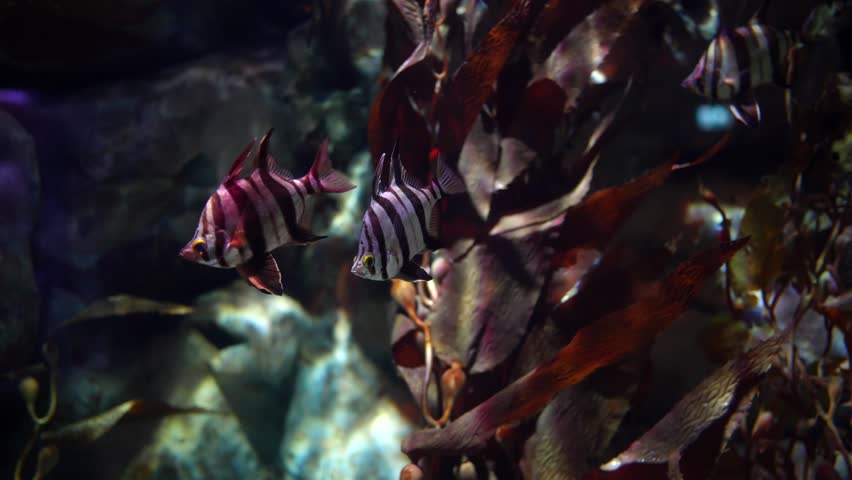 Beautiful fishes and plant in fish tank. | Shutterstock HD Video #1103769709