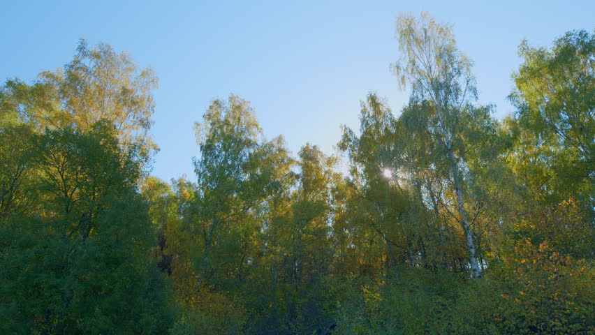 Autumn forest treetops background. eautiful nature autumn landscape. Golden leaves against bright blue sky. Real time.