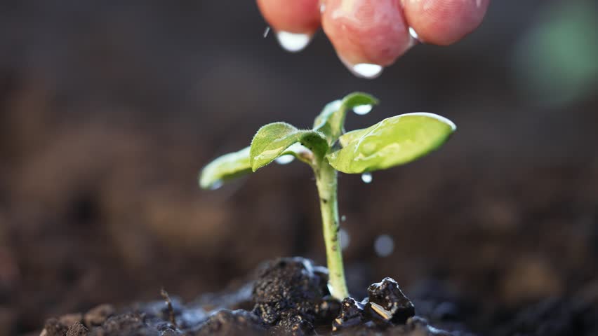Caring hand pouring water on tiny sprout in garden. Leaves of plant reach for droplets of life-giving water. Farmer waters green bud in the soil. Hands with refreshing water irrigate green sprout Royalty-Free Stock Footage #1103776431