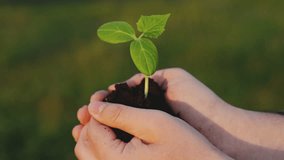 Income growth in business. Business investment growth concept. Green sprout in hands of farmer in field, sunshine. Palms of farmer, green shoots. Agriculture. Business development. Financial growth, - Powered by Shutterstock - Get 15% off with code: PIKWIZARD15