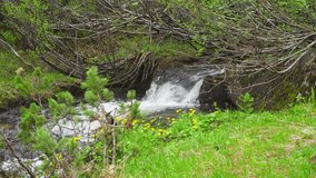 Footage of a stream flowing among the Ukrainian Carpathians under Breskul mountain. The video contains the original sound of the murmuring water.