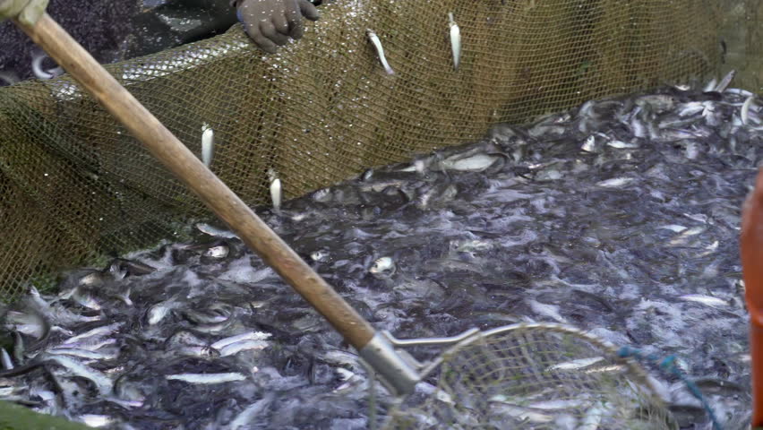 Commercial fishing in the Baltic Sea. Herrings Clupea harengus membras and Garfish belone belone fishing. Baltic herring fishing a large number of fish on the deck of a fishing boat