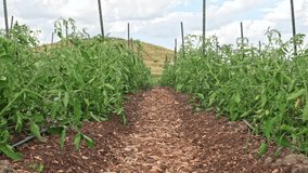 Urban garden in public park community farming, growing food plants, herbs and tomatoes. Urban farming in the downtown of the American city. - Powered by Shutterstock - Get 15% off with code: PIKWIZARD15